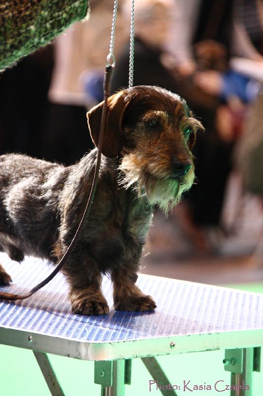 Crufts2011_2 770.jpg